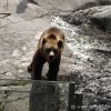 Tiere » Tiere 2006